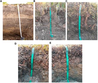 Soil-geomorphological mapping of Samoylov Island based on UAV imaging